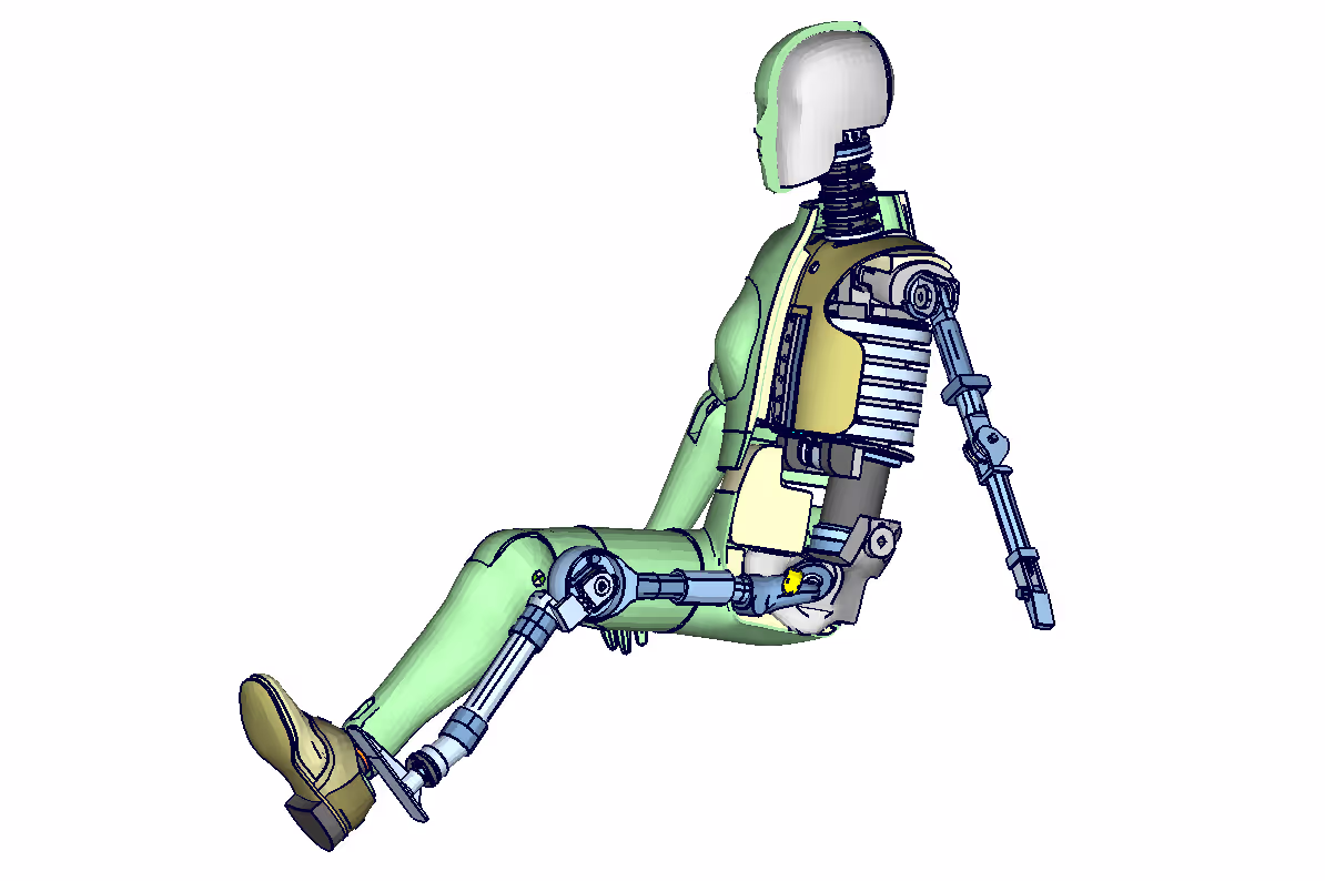 H305 Querschnitt + Skelett